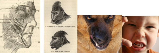 Darwin : expression des émotions chez l'homme et l'animal